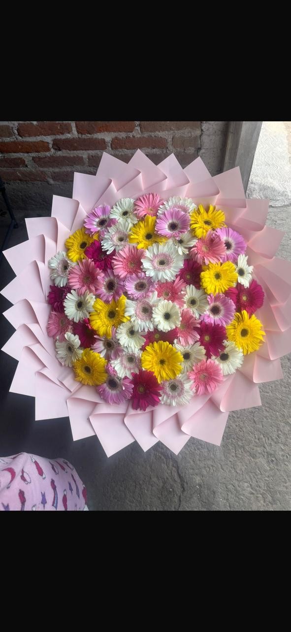 50 gerbera color