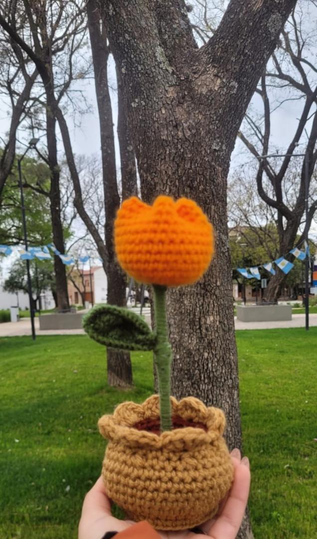 Tulipan En Maceta