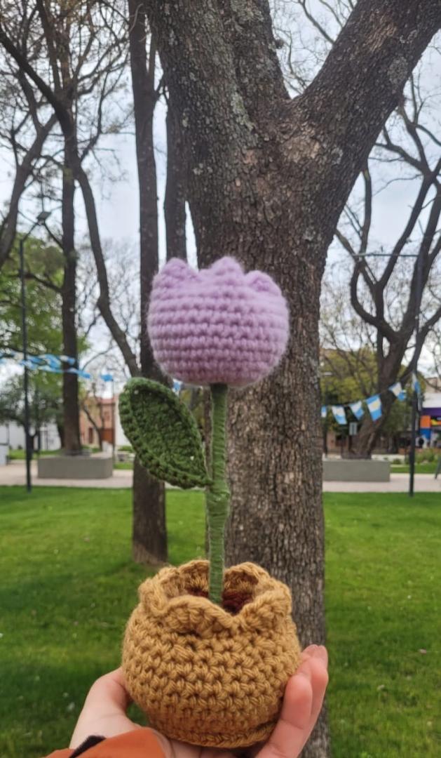 Tulipan En Maceta
