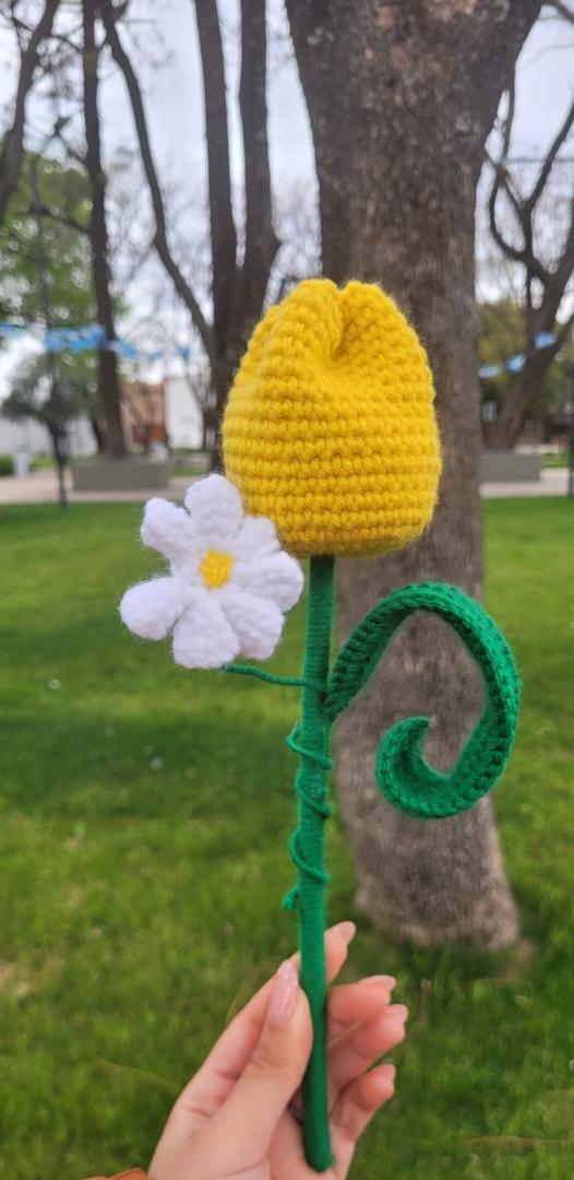 Tulipan