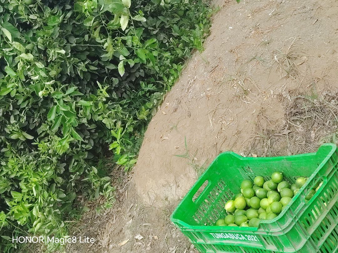 Limones Frescos