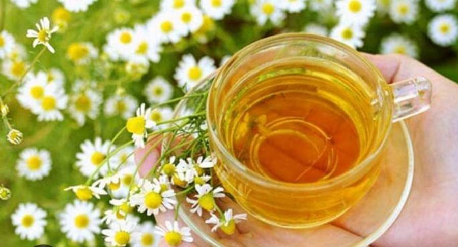 Manzanilla Depende Lo Que Necesites