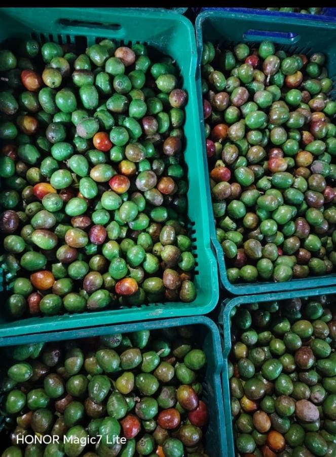 Jocotes Kilo