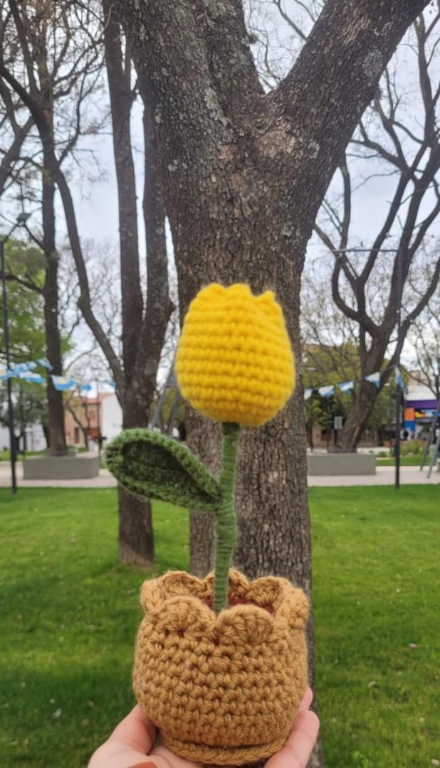 Tulipan En Maceta